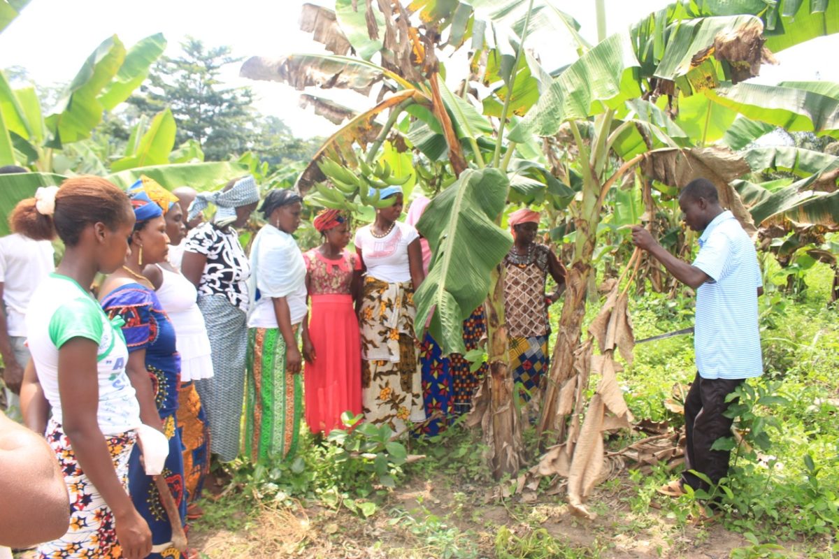 Community in Africa learning to harvest cocoa